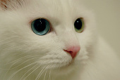うに。