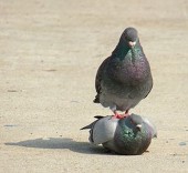 暦