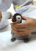 とみー