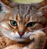 ねこ