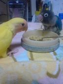 クサナギ健