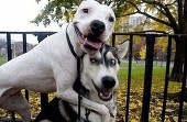沙冲十二少