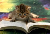 零崎　猫識