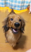 ソラネコ