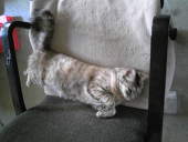 kisa