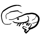 めにょっき