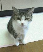 たきざわ