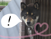 まろごいち