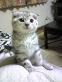 みけ