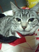 ゆうなれすか