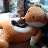 英