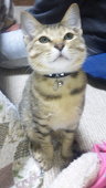 としこ
