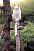 ばく