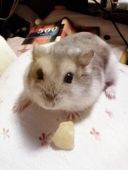 味噌