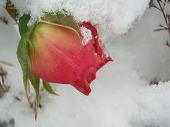snow-name