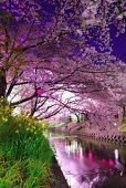 紫桜