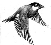 ノビタ