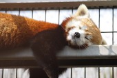 宮中柴