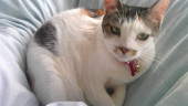 ユウ＆アリス