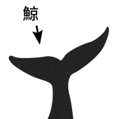 鯨--kujira