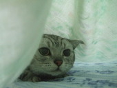 にゃん太★