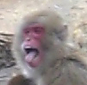 すめコ