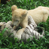 獅