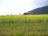 アイリス