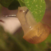 PippinIncarnate