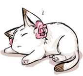 evan cat
