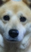 しば