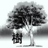 樹(いつき)