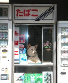 真のP
