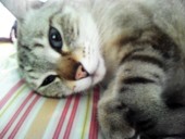 syaarin