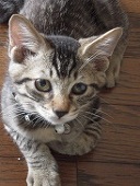 キャプチュー(^ω^)@猫馬鹿