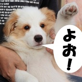 maaw