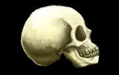 zzj