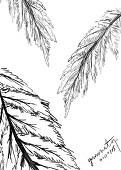 矞雲