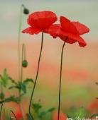 PoppyJam