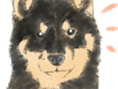 柴犬