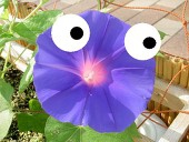あさがお