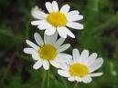 chamomile_k