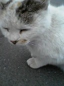 とばり