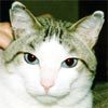 ねこのらんまる。