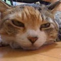 sobokuinu