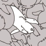 iga