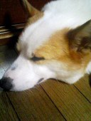 モフカルト