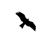 Flying Kite