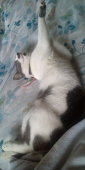 居眠り出泉