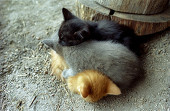himifusa